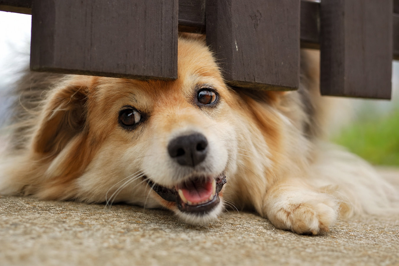 Pet and dog fencing